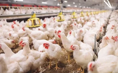 Iraq Halts Chicken Imports from 39 Countries Amid Bird Flu Crisis