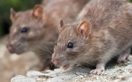 Kildare Wholesaler Banned from Selling Dry Goods Due to Rat Infestation