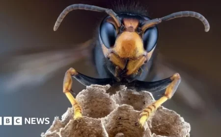 Confirmed Sightings of Asian Hornets Increase in Belfast