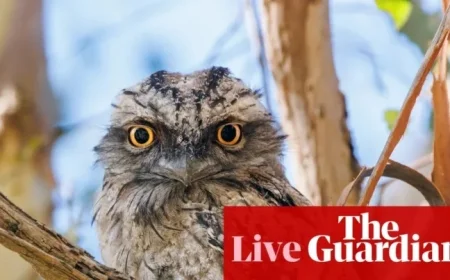 Australia’s Top Bird Announced See How the Favorite Was Chosen