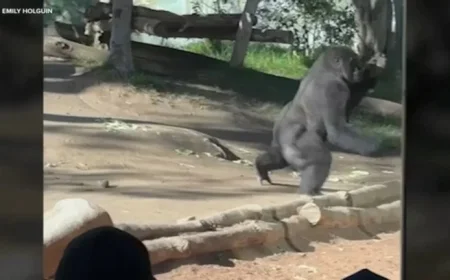 Watch as a gorilla charges into glass enclosure at San Diego Zoo in viral video