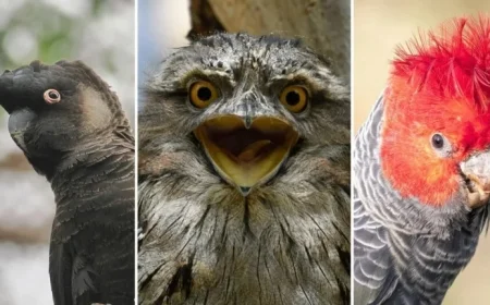 Discover Australia’s Bird of the Year 2023 Winner