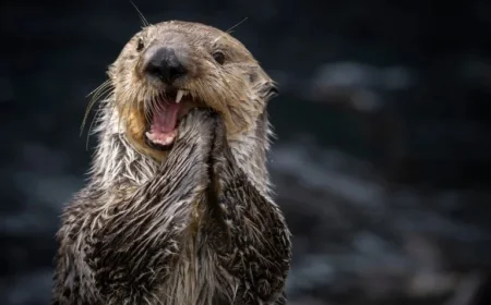 Taylor Swift Sparks Revival of 30-Year-Old Monterey Bay Aquarium Otter Tee