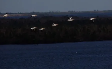 Discover the Last Time Southwest Florida Experienced Freezing Conditions