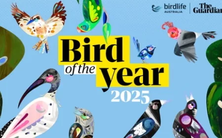 Australian Bird of the Year 2025 winner: Tawny Frogmouth finally takes the crown after three near-misses