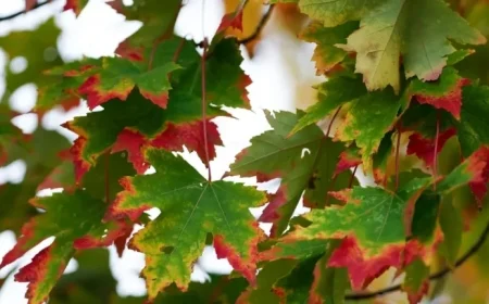 Discover When Rain Could Break the Spell of Dry Conditions and Fall-like Temperatures This Week