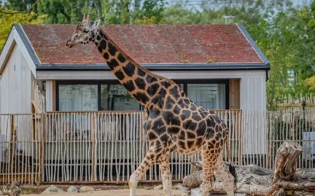 Explore Exciting Job Opportunities at Chester Zoo including a Giraffe Caretaker Position
