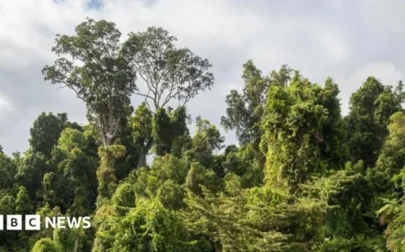 Scientists Warn Australia’s Rainforests Emitting More Carbon Than They Absorb