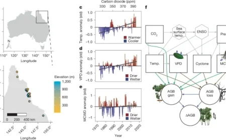 Australian Tropical Forest Biomass Shifts to Net Carbon Source Status
