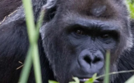 Trespasser Captures Gorillas at Former Bristol Zoo Banging on Windows Years After Closure