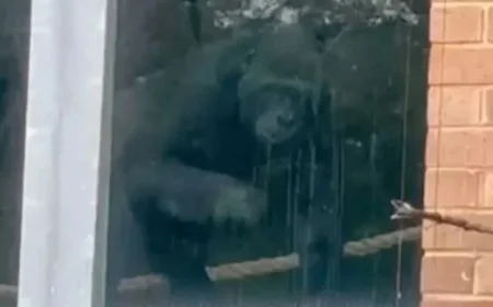 Loneliest Gorillas Found in Abandoned Enclosure Years After Zoo Closure