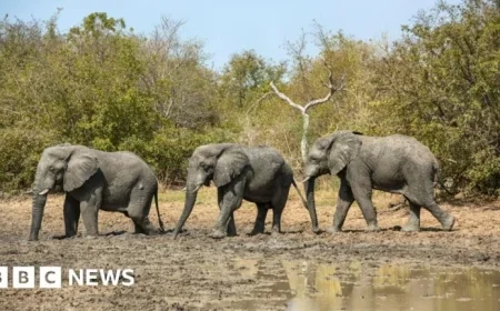 Chad Reestablishes Partnership with Wildlife Charity Associated with Prince Harry