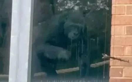 Loneliest Gorillas Discovered at Abandoned UK Zoo Three Years After Closure