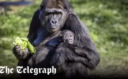 Abandoned Gorillas Struggle in Zoo Closed for Three Years