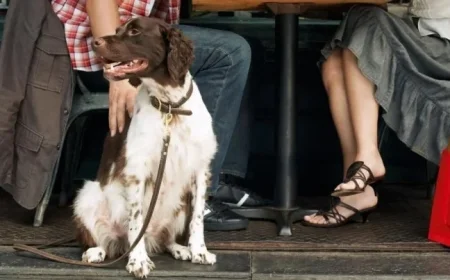 Salmonella Outbreak in Canada: 31 Ill and 7 Hospitalized Linked to Contaminated Dog Food and Treats