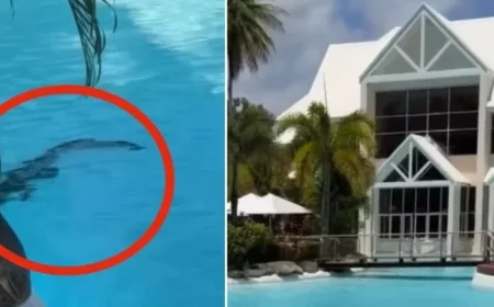 Hotel Guest Shocked as Crocodile Lounge in Pool Ignored by Others