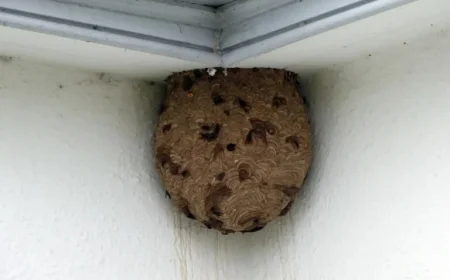 Discovery and Elimination of Asian Hornet Nest Reported by ITV News