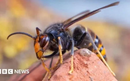 First Asian Hornet Nest Found in Northern Ireland: What You Need to Know for Your Safety