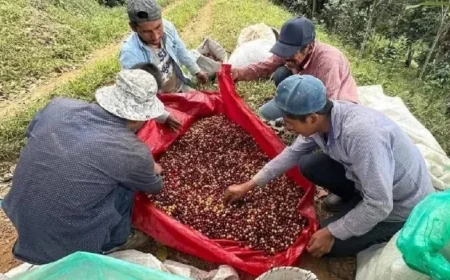 Guerrero Ranks Among Top Five Coffee Producers in the Country Discover the Three Leading Regions
