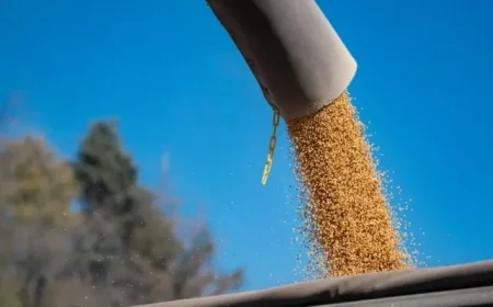 The Global Rise of Soybeans How They Conquered America and Beyond