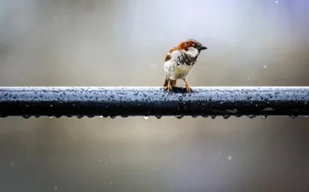 Weather Alert Rain to Return on Monday