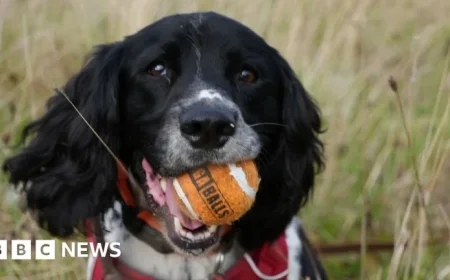 Wrexham’s Award-Winning Spaniel Leads the Fight Against Wildlife Crime