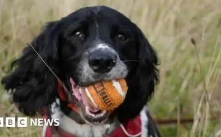 Resilient Dog Henry Earns Global Wildlife Hero Award