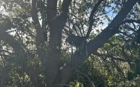 Secret Service Discovers Suspicious Hunting Stand Near Air Force One Landing Area in Florida