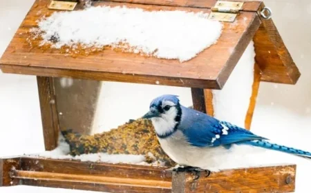 Seattle Expert Discusses Whether Toronto Blue Jays Mirror Their Bird Namesake