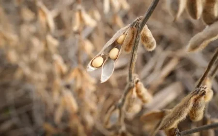 China Halts US Soybean Imports in September for First Time in Seven Years