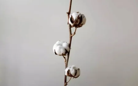 Cotton Prices Drop Amid Midweek Weakness