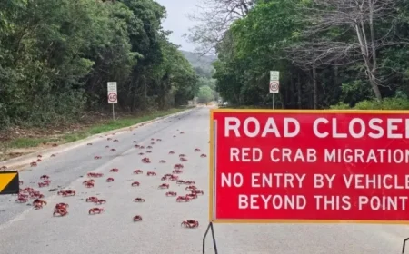 Garden Tools Shield Millions of Migrating Red Crabs on Christmas Island