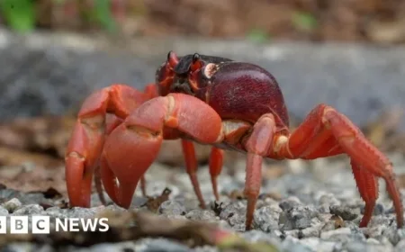 Red Crabs Begin Annual Migration on Christmas Island