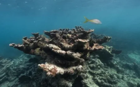 Florida’s Crucial Corals Face Functional Extinction Amid Record-Breaking Ocean Temperatures