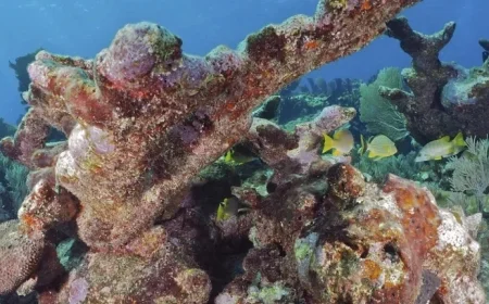 Uncovering the Mystery of Coral Extinctions and Chalky Hazards