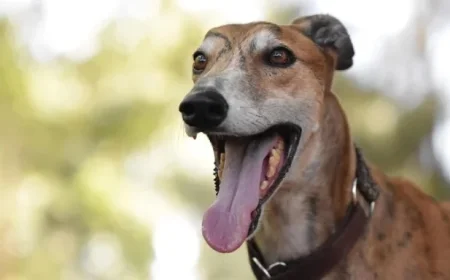 Greyhound Racing Industry Criticizes Wales-Wide Ban