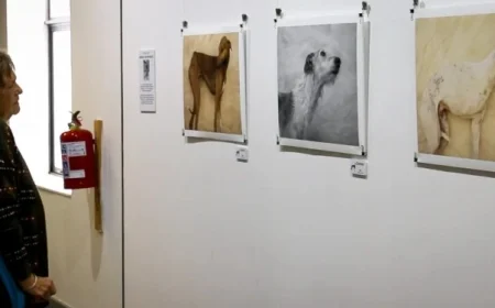 Greyhounds in South Africa: Art Transforms Racing Dogs into Rescue Successes