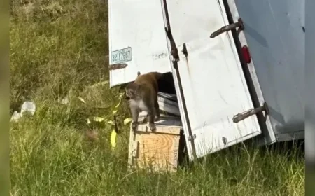 Truck Overturns in Jasper County, Releases ‘Aggressive’ Monkeys