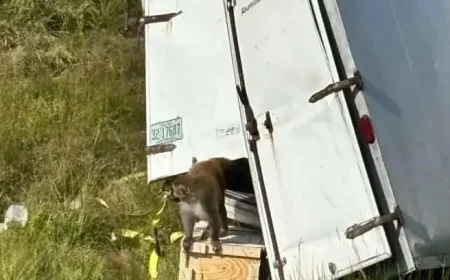 Monkeys Escape After Truck Overturns in Mississippi en Route to Florida Zoo