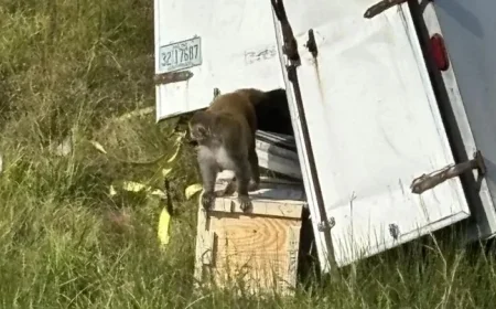 Aggressive Monkeys on the Loose After Mississippi Crash: Authorities Alert Residents
