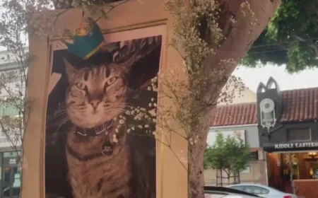 Waymo Accident Claims Beloved Store Cat in San Francisco’s Mission District