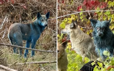 Solution Found to Mystery of Blue Dogs at Chernobyl Site