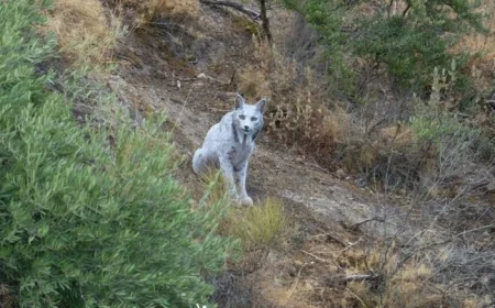 Photographer Discovers Rare White Iberian Lynx in Natural Habitat