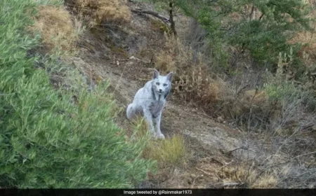 White Iberian Lynx Spotted in Spain, Highlighting Conservation Success