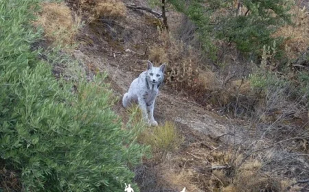 Photographer Captures World’s First Leucistic Iberian Lynx