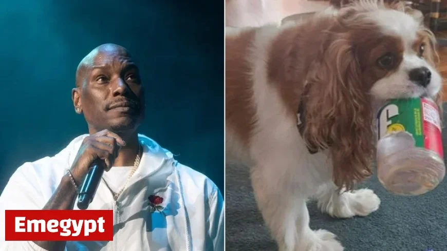 Fast and Furious Star Tyrese Gibson May Be Arrested After Dogs Allegedly Attack Neighbor’s Pet