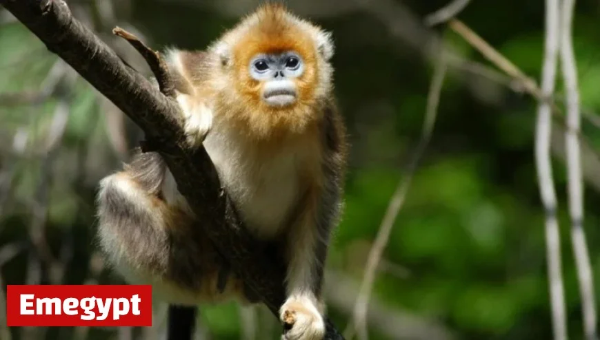Passionate Conservation Efforts Propel Rare Monkey Population to Nearly 2000