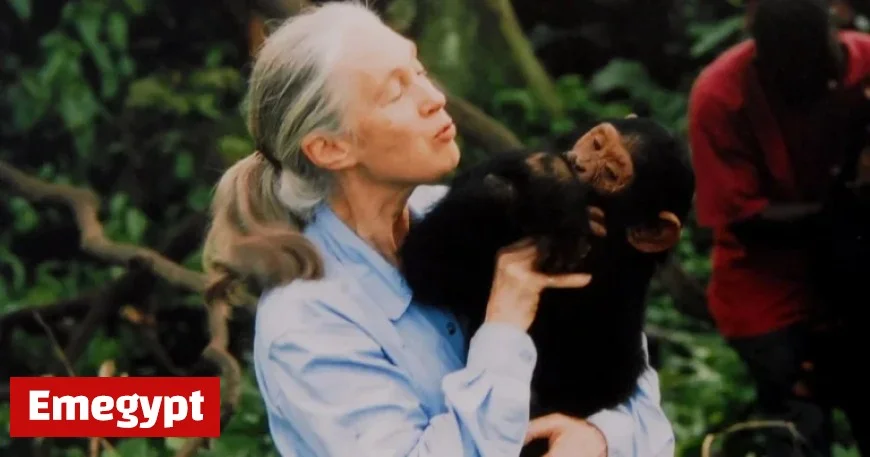 Renowned Chimpanzee Researcher and Animal Advocate Jane Goodall Passes Away at Age 91