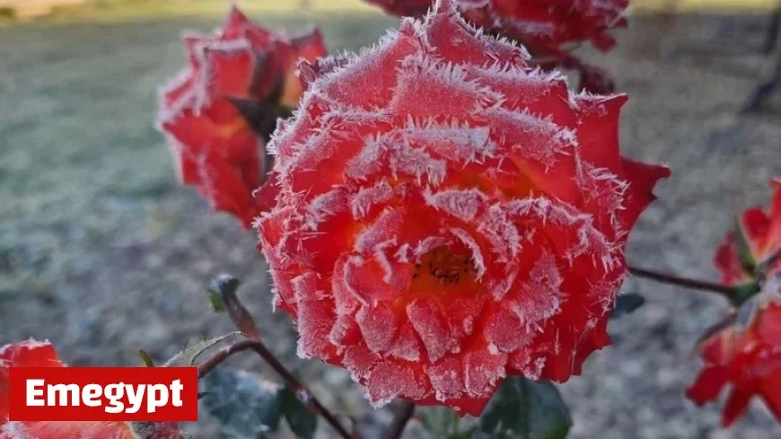 Frost Expected Thursday Morning as Season’s Coldest Start Hits