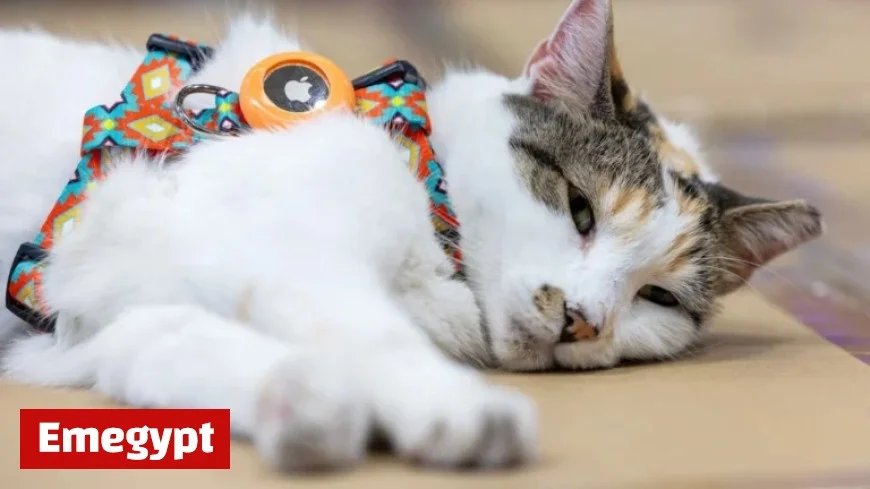 Missing Virginia Store Cat Found Safe After Unexpected Out-of-State Adventure